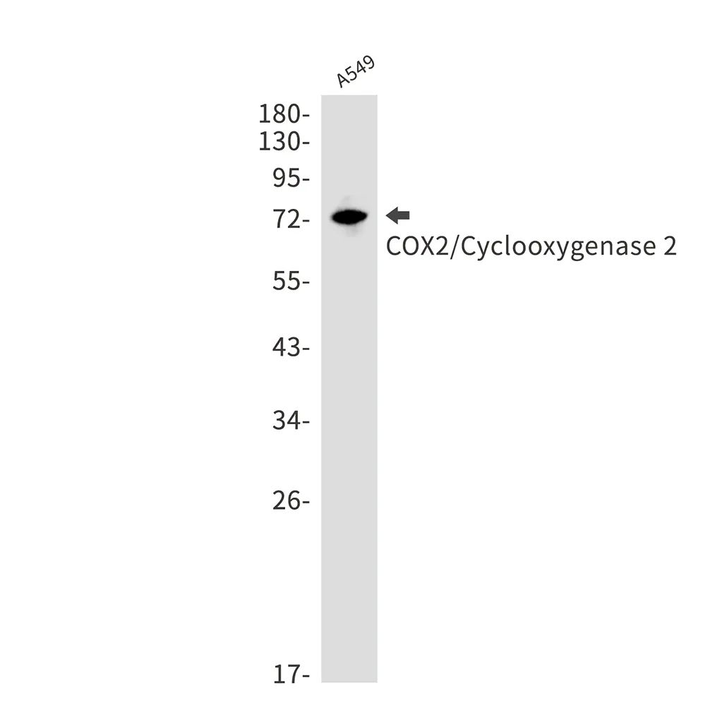 Cyclooxygenase 2 Rabbit Monoclonal Antibody1产品图