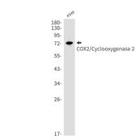 Cyclooxygenase 2 Rabbit Monoclonal Antibody1