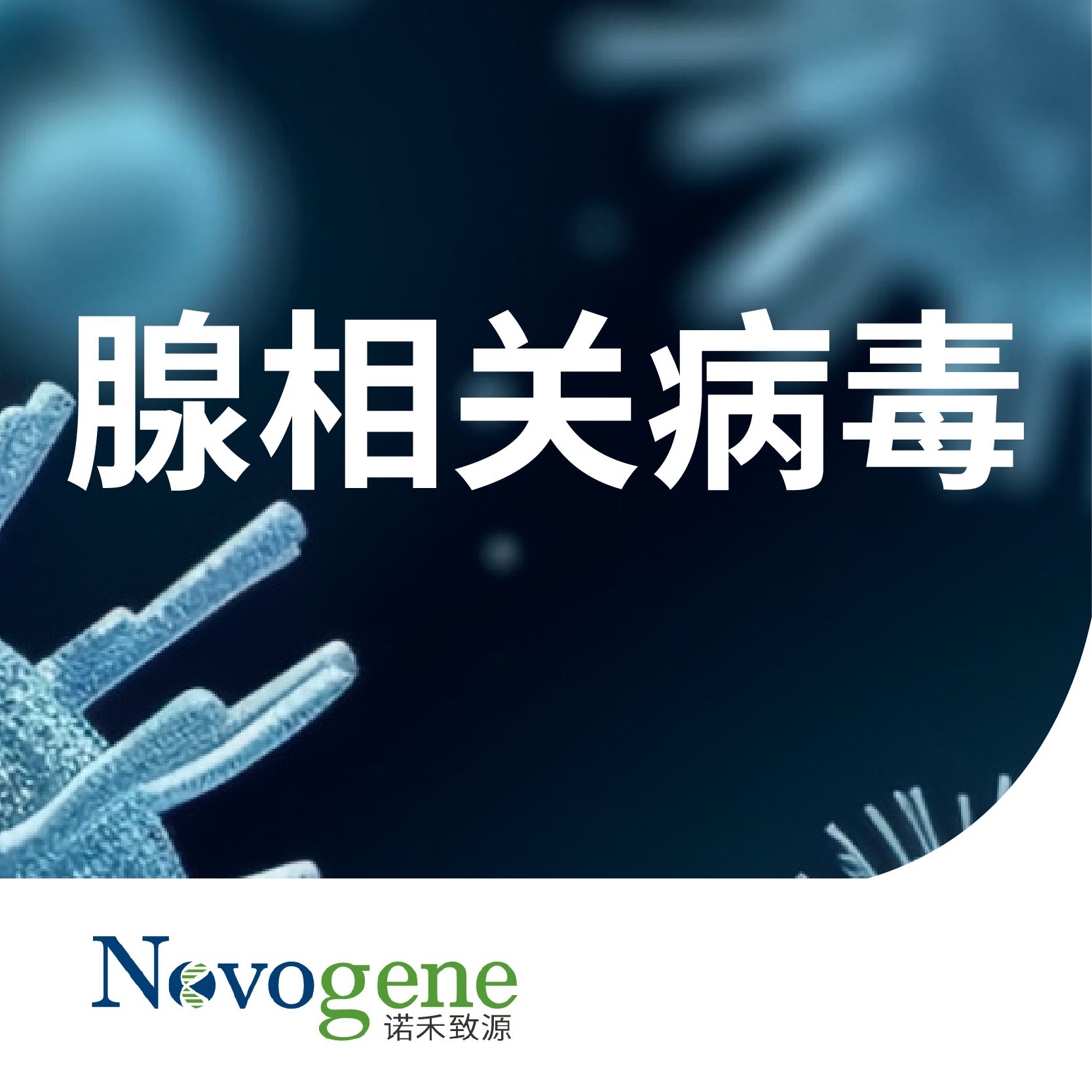 腺相关病毒