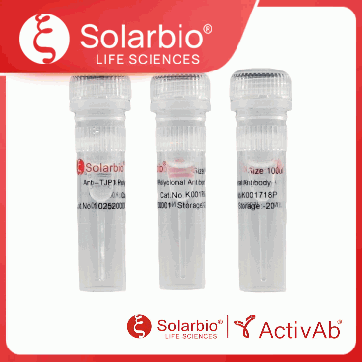 K001718P Anti-TJP1 Polyclonal Antibody产品图