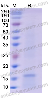 AntibodySystem蛋白抗体 |Recombinant Human MPO/Myeloperoxidase Protein, N-His 重组人髓过氧化物酶 · 炎症与氧化应激研究核心蛋白