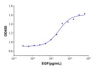 Recombinant Human EGF Protein，62253-63-8，无动物源,无