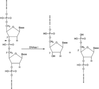 DNA酶I,9003-98-9,EnzymoPure™, ≥2,000 Kunitz units/mg protein;来源于牛胰腺,阿拉丁