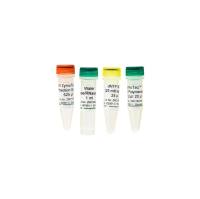 ZymoTaq DNA 聚合酶(200 Rxns)