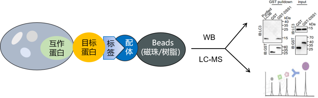 【必看】GST pull-down实验全攻略：原理\步骤\实验结果\文献案例解读