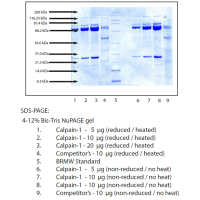 钙蛋白酶-1,689772-75-6,生物活性, ActiBioPure™, 天然, 高性能, EnzymoPure™, 来源于猪红细胞; ≥1000 U/mg protein; 蛋白浓度: 见COA,阿拉丁