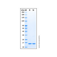 Recombinant Human FGF basic/FGF2 Protein，无载体,生物活性,ActiBioPure™,高性能,PBS Only,≥90%(SDS-PAGE),见COA，阿拉丁