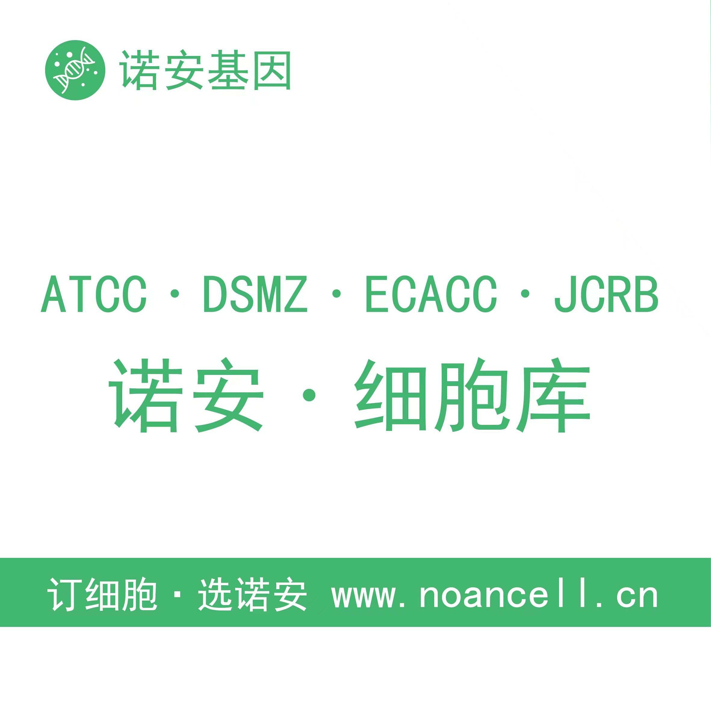 人原代胎盘绒毛膜滋养层细胞