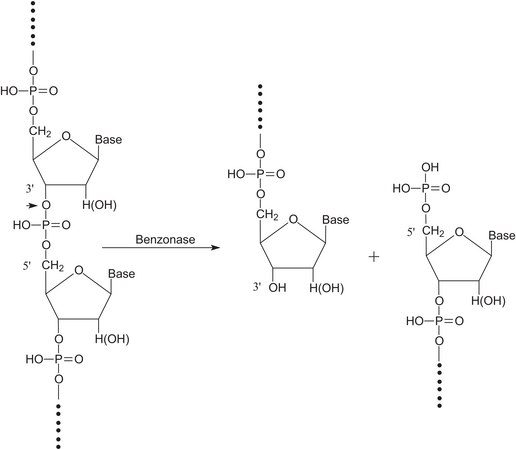 Benzonase®核酸酶 ≥250&nbsp;units/μL, ≥90% (SDS-PAGE), recombinant, expressed in E. coli, buffered aqueous glycerol solution