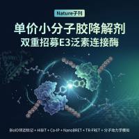 【Nature子刊】BioID邻近标记+HiBiT+Co-IP+NanoBRET+TR-FRET+分子动力学模拟：单价小分子胶降解剂双重招募E3泛素连接酶