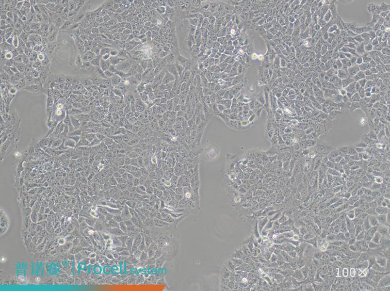 普诺赛Hacat（人永生化角质形成细胞）：超250篇高IF文献引用的皮肤模型，数据基础扎实可靠
