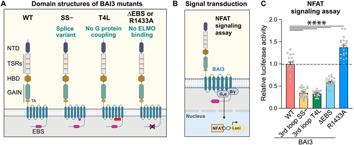 BMG LABTECH多功能酶标仪文献分享,香港联合美国大学发表在Science Advances “Tethered agonist– and GAIN domain–independent signaling of an adhesion GPCR” 报告