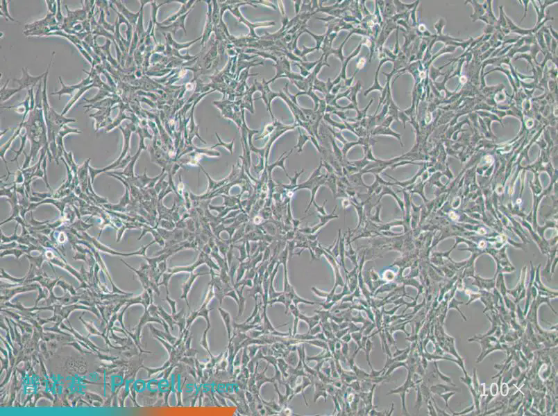 神经科学研究新选择：普诺赛C8-D1A（小鼠小脑星形胶质细胞）模型