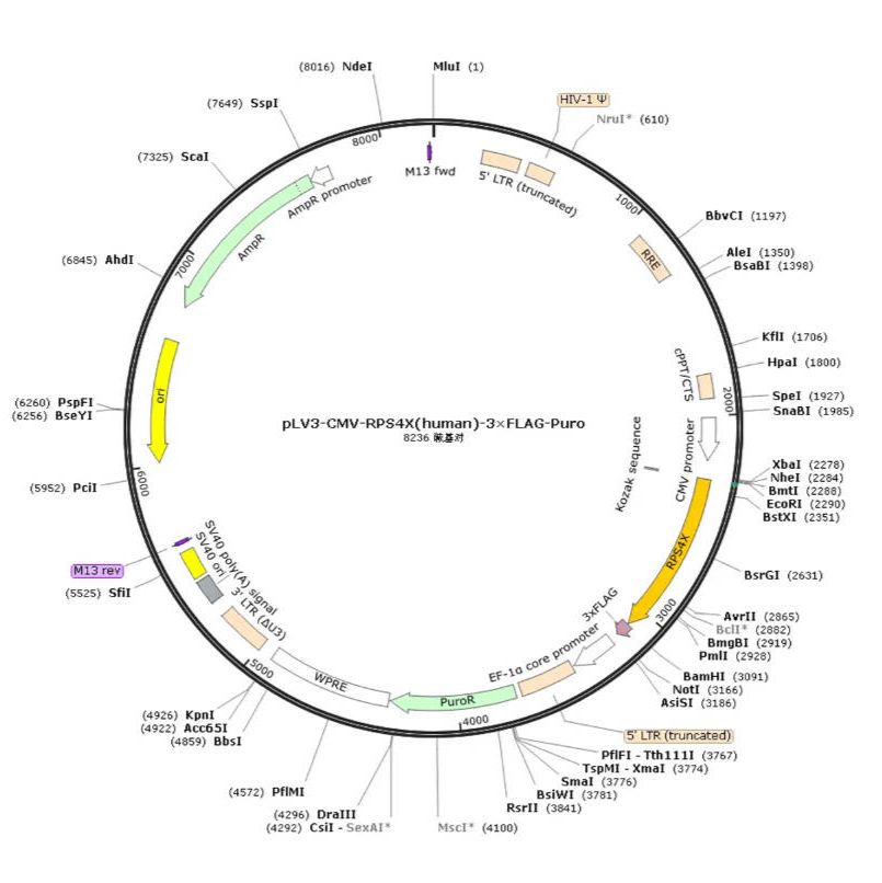 pLV3-CMV-RPS4X(human)-3×FLAG-Puro载体/pLV3-CMV-RPS4X(human)-3×FLAG-Puro质粒图谱/pLV3-CMV-RPS4X(human)-3×FLAG-Puro质粒序列产品图
