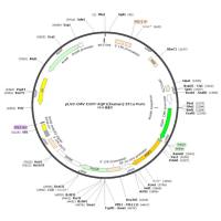 pLV3-CMV-EGFP-AQP1(human)-EF1a-Puro载体/pLV3-CMV-EGFP-AQP1(human)-EF1a-Puro质粒图谱/pLV3-CMV-EGFP-AQP1(human)-EF1a-Puro质粒序列