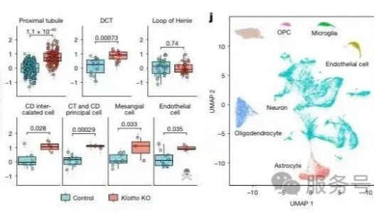 冷冻样本、难消化组织无法做单细胞测序？单细胞核测序 snRNA-seq 破局方案来了！