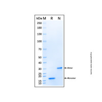Recombinant Human PDGF AA Protein，无载体, 生物活性, ActiBioPure™, 高性能, ≥95%(SDS-PAGE), 见COA，阿拉丁