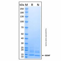 Recombinant Human BDNF GMP Protein,无动物源,无载体,生物活性,ActiBioPure™,高性能,无菌,≥70%(SDS-PAGE),阿拉丁