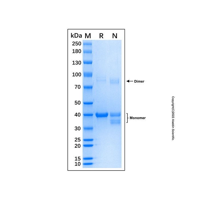 Recombinant Human c-Jun Protein，无载体,His标签,≥95%(SDS-PAGE),See COA，阿拉丁产品图