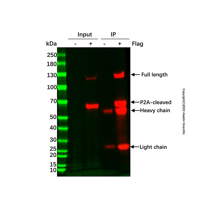 Flag标签蛋白免疫沉淀试剂盒(琼脂糖凝胶法)，BioReagent,for IP,即用型，阿拉丁