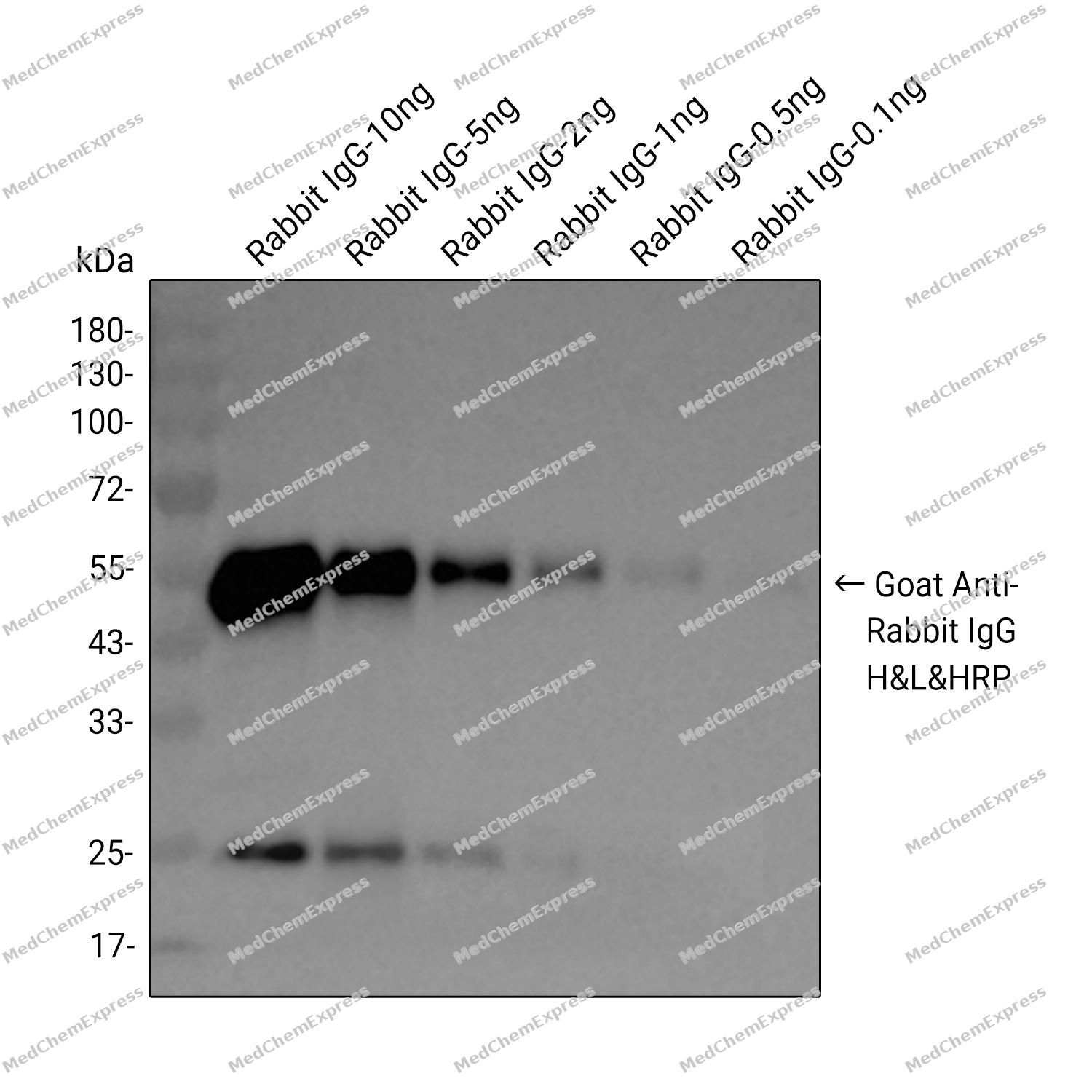 HRP-conjugated Goat Anti-Rabbit IgG H&L产品图