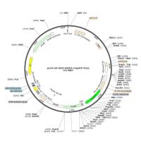 pLV3-U6-MCS-shRNA-CopGFP-Puro慢病毒