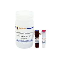 Beyo3D™线粒体超氧化物检测试剂盒(MitoSO™ Red)