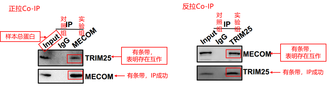 蛋白互作研究：Co‑IP、GST pull‑down、IP‑MS、截短突变实验怎么选