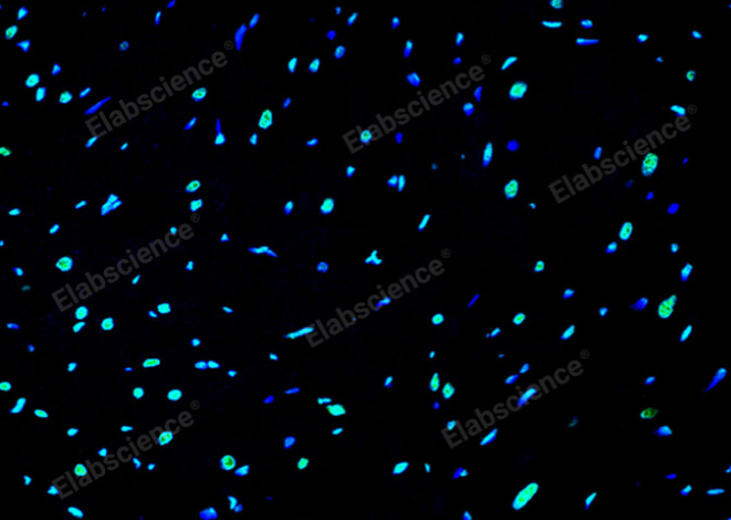 一步法TUNEL凋亡试剂盒，150篇文献验证 Elab Fluor®488