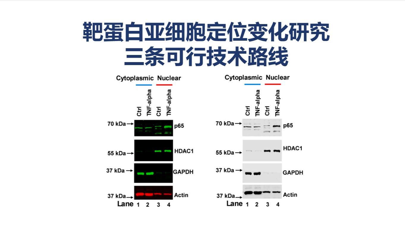 【药物作用机制研究】研究靶蛋白亚细胞定位变化的三条可行技术路线