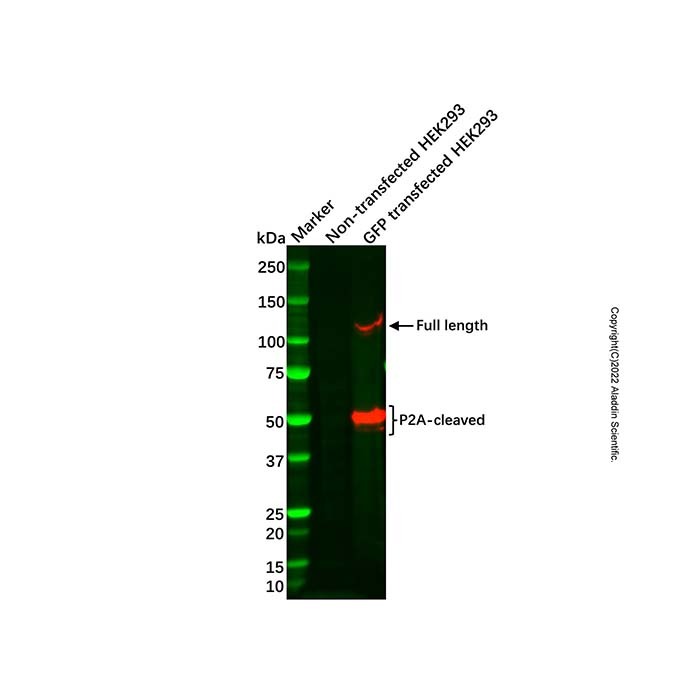 Recombinant GFP Antibody,重组, ExactAb™, 已验证, 高性能, 见COA,阿拉丁