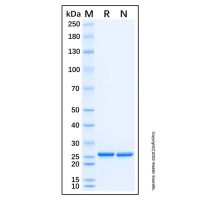 重组Sumo蛋白酶,无载体,His标签,≥90%(SDS-PAGE),见COA,阿拉丁