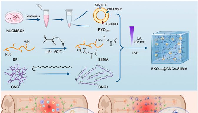 Bioactive Materials｜山东大学齐鲁医院团队：三重因子工程化外泌体+智能水凝胶，重编程内源性神经干细胞命运，脊髓损伤修复迎来新突破