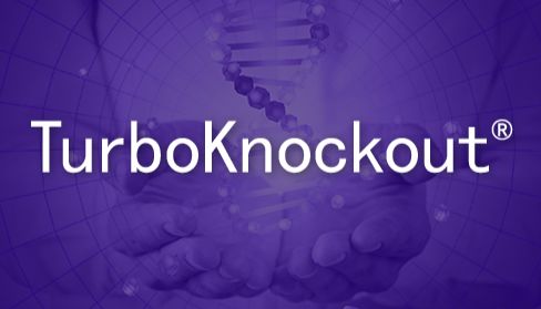 新一代全基因组人源化小鼠构建技术：TurboKnockout