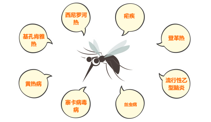 8·20世界蚊子日｜不止是“吸血”，这8种致命传染病都由它传播
