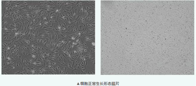做血脑屏障研究，绕不开的 bEnd.3 小鼠脑微血管内皮细胞