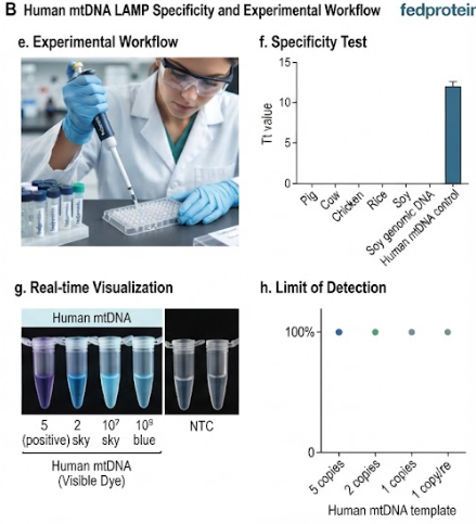 国内口碑好的人线粒体DNA（人源性成分）可视化染料-荧光染料LAMP试剂盒供应商哪家专业