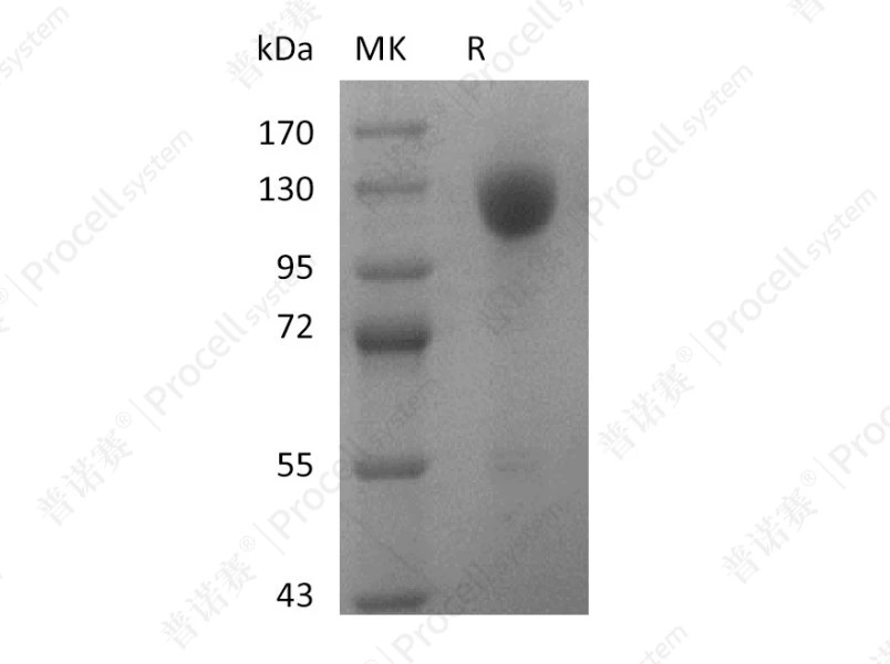 Wnt-3a, Human, Recombinant