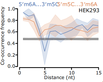 m6A 和 m5C，会在同一条 RNA 上"互动"吗？