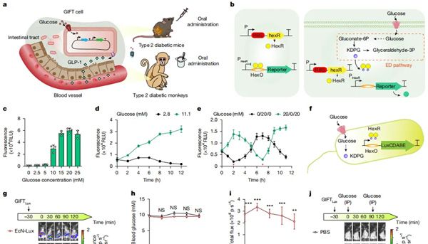 Nature：吃益生菌能降血糖？糖尿病的新希望