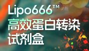 Lipo666：高效蛋白转染利器