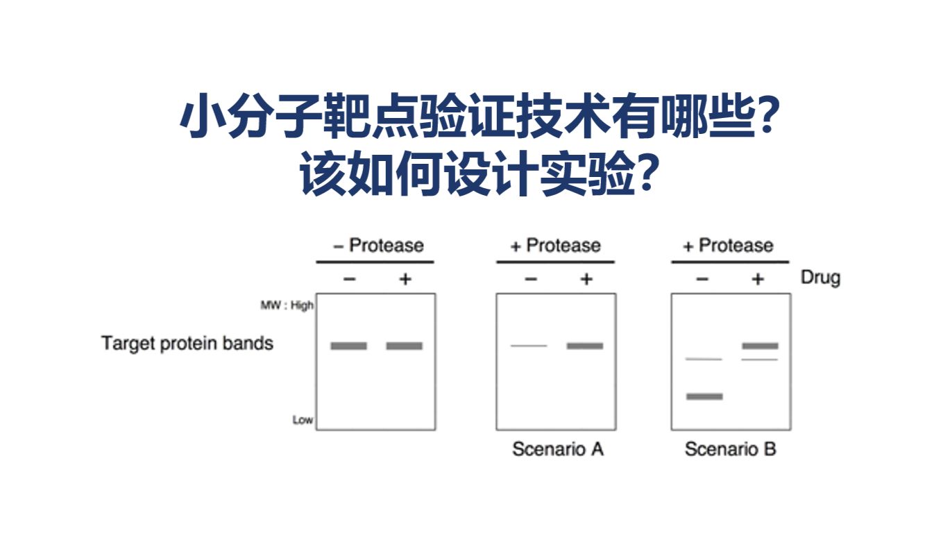 小分子靶点验证技术有哪些？该如何设计实验？