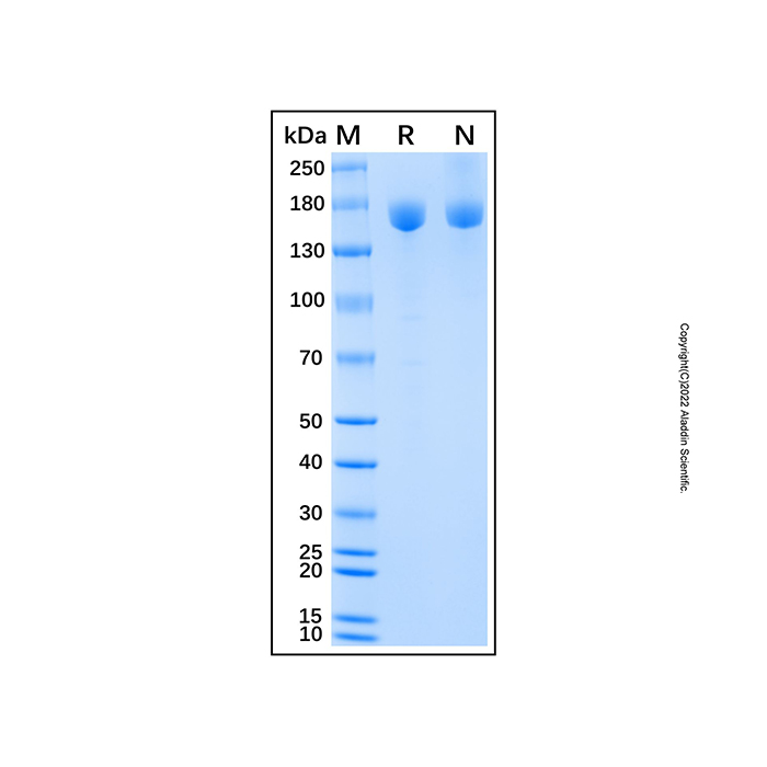 Recombinant Human CD109 Protein,无动物源,无载体,His标签,≥90%(SDS-PAGE),expressed in HEK293; 见COA,阿拉丁
