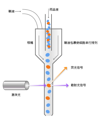 流式实验指南 | 流式细胞仪正压与负压上样