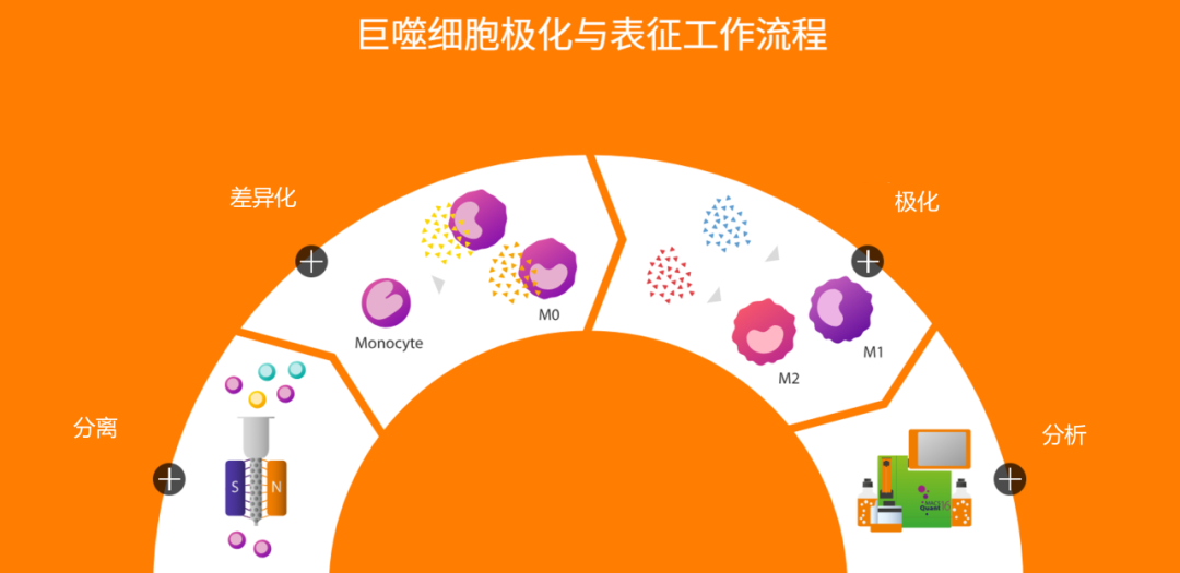 M1还是M2？一文看懂巨噬细胞的“双面人生”