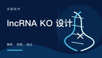 lncRNA KO 设计怎么做？为什么不能用移码敲除，两个主流路线讲清楚