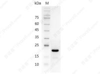 IL-11/AGIF, Human, Recombinant
