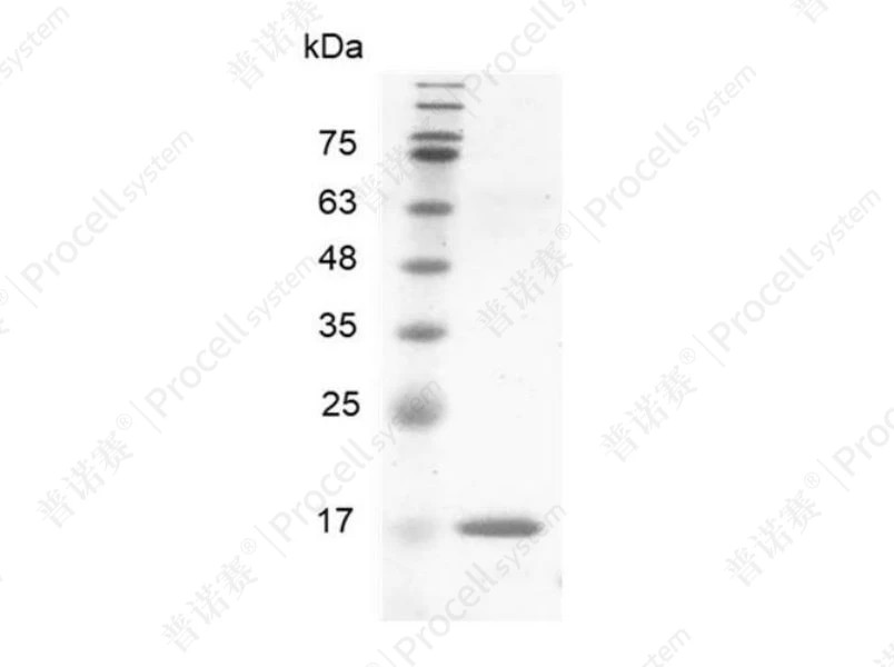 BMP-8a/BMP-8/OP-2, Human, Recombinant产品图