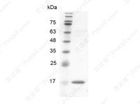 BMP-8a/BMP-8/OP-2, Human, Recombinant
