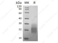 GM-CSF/CSF2 (C-6His), Mouse, Recombinant